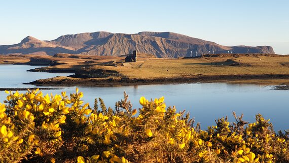 Gorse in bloom by the water in Canna, with hills beyond