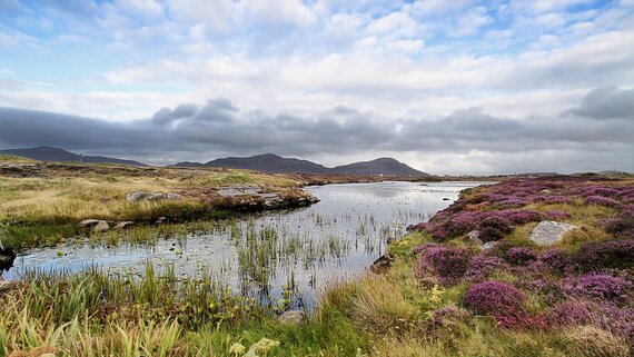 Heather and a lochan with hills behind in South Uist